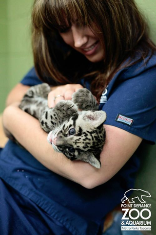 Illustration for article titled ZOMG NEW PICS OF BABY CLOUDED LEOPARD!!!